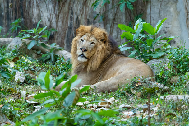 Лев лежить на траві, дивлячись на відстань
 - Фото, зображення