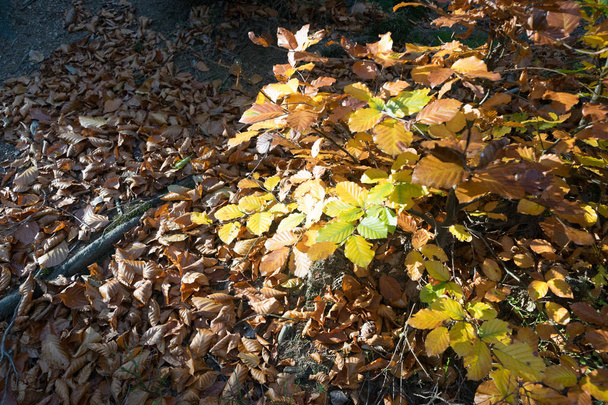 Dry autumn leaves in the forest on the trees and on the ground. Yellow, red and brown foliage - Foto, immagini