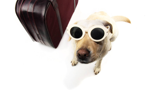 DOG SEPARATION ANXIETY WITH SAD EXPRESSION.  LABRADOR NEXT TO A VINTAGE SUITCASE WEARING SUNGLASSES. ISOLATED SHOT AGAINST WHITE BACKGROUND. - Fotó, kép