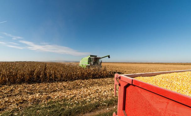 Cosecha de campos de maíz con combine
 - Foto, imagen