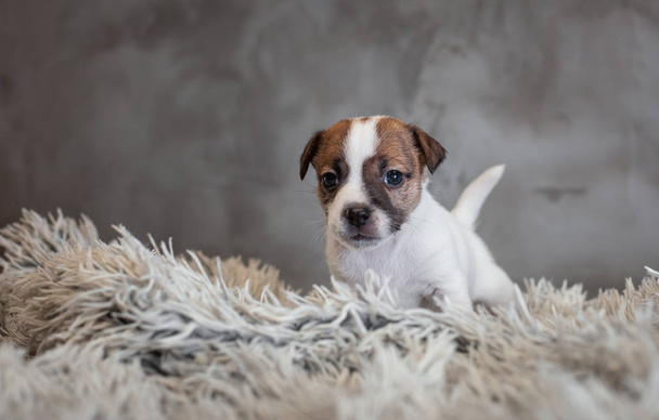 Jack Russell Terrier cachorro con manchas en el hocico, se encuentra en una alfombra de felpa con una pila blanca sobre un fondo gris
 - Foto, imagen