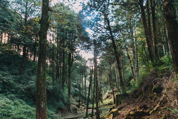 лес в Алишане Тайван, Тайчжун
 - Фото, изображение