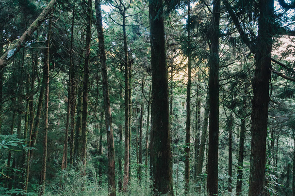 floresta em Alishan taiwan, taichung
 - Foto, Imagem