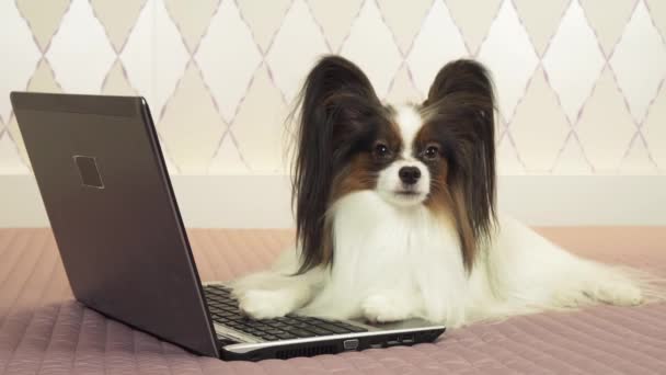 Papillon dog is lying near the laptop on bed stock footage video - Video