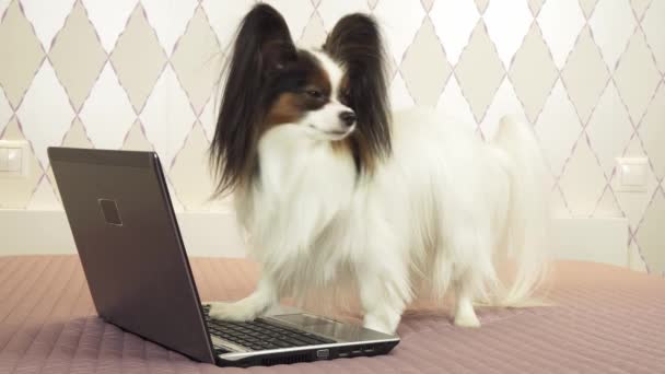 Papillon dog is lying near the laptop on bed stock footage video - Materiaali, video