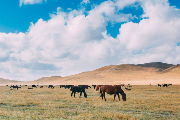 Un troupeau de chevaux se nourrissant dans les prairies contre les collines et les montagnes, mongolie intérieure, Chine
 - Photo, image