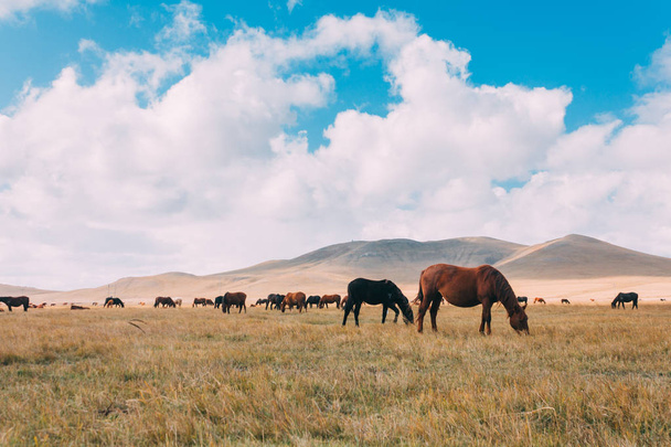 A herd of hores feeding in the grassland against hills and mountains, inner mongolia,China - Фото, зображення
