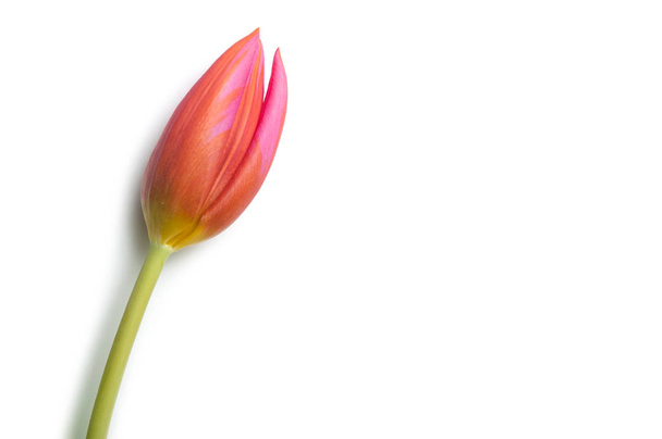closeup of pink tulip on white background - Fotografie, Obrázek