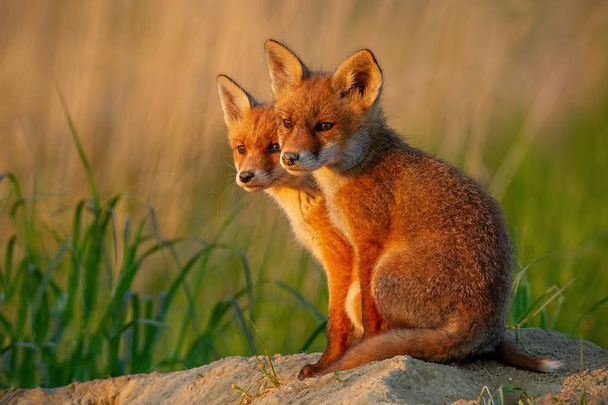 赤狐、ホンドギツネ キツネ属、デンの周りを見て不思議なことに近くの小さな若いカブス. - 写真・画像