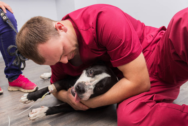 The vet installs a catheter and an IV for a dog at a veterinary clinic. - Photo, image