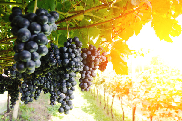 Спелые, пышные гроздья винограда на лозе
 - Фото, изображение