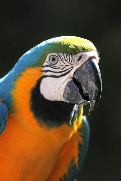 gelber & blauer Ara-Papagei, vor grauem Hintergrund, cabo san lucas, Mexiko. - Foto, Bild