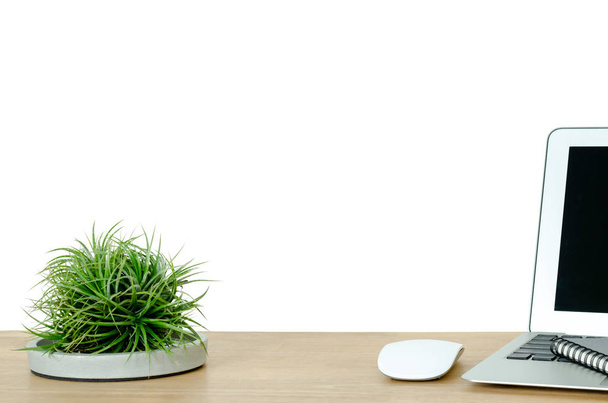 Tillandsia airplant, amely modern növény fektetni tervezett cement tálca díszíti a fából készült íróasztal hivatalban, laptop számítógép, fehér egér, notebook elszigetelt fehér background. - Fotó, kép