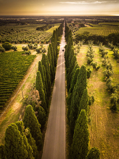 Cypress alley with rural country road, Toscana, Itália
 - Foto, Imagem