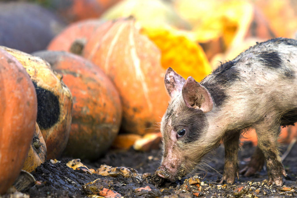 Pequeno leitão porquinho rosa e preto sujo engraçado que se alimenta ao ar livre no quintal ensolarado no fundo da pilha de grandes abóboras. Criação de porcas, produção de alimentos naturais
. - Foto, Imagem