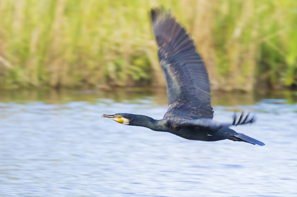 Great Black Cormorant bird, Phalacrocorax carbo, in flight low above the water surface of a lake during daytime - Photo, Image