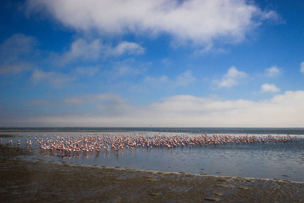 Ogromne stado eleganckich różowe flamingi, szukam mięczaki w zimnych wodach Oceanu Atlantyckiego w Afryce - Zdjęcie, obraz
