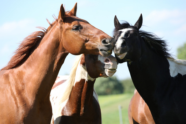 tři koně na setkání - Fotografie, Obrázek