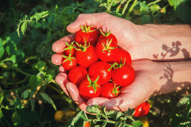 Ein Mann hält selbstgemachte Tomaten in den Händen. Selektiver Fokus. Sommer. - Foto, Bild