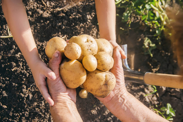 органічні домашні овочі збирають картоплю. Вибірковий фокус. природа
 - Фото, зображення