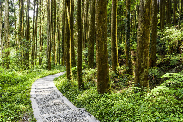 Camino de piedra del bosque en Zhushan Nantou, Taiwán. - Foto, Imagen