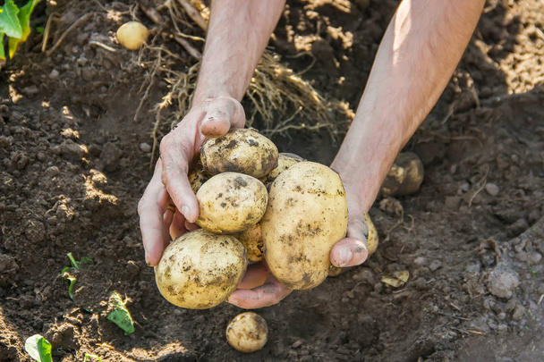 Organik ev yapımı sebze erkek patates elinde. Gıda. - Fotoğraf, Görsel