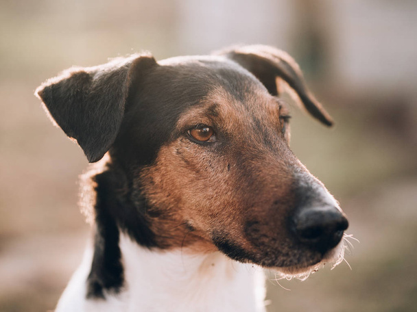 Smart Dog Portrait. Gesicht im Fokus. - Foto, Bild