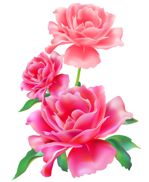 Φωτεινό ροζ τριαντάφυλλα που απομονώνονται σε λευκό φόντο - Διάνυσμα, εικόνα