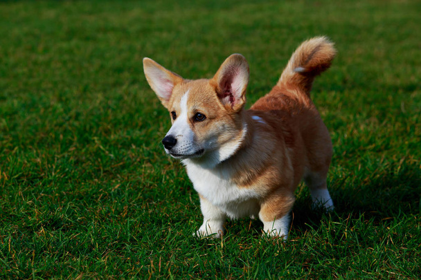 Piccolo cucciolo di razza gallese Corgi Pembroke in piedi sull'erba verde
 - Foto, immagini