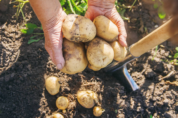 organik ev yapımı sebzeler patates hasadı. Seçici odaklanma. Doğa - Fotoğraf, Görsel