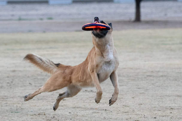 Belgian Malinois with four paws off the ground making a  catch - Photo, Image