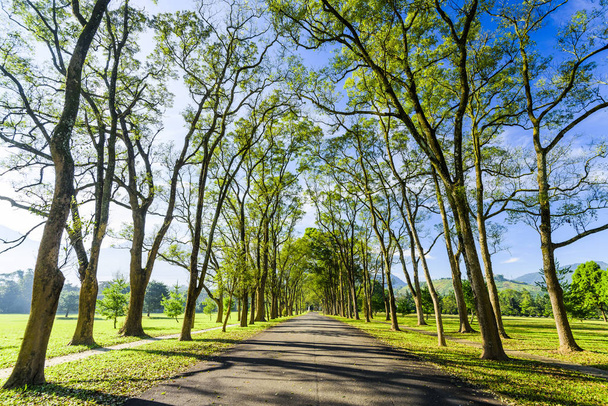 Droga asfaltowa z drzewami po obu stronach parku - Zdjęcie, obraz