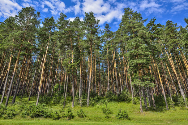 Сосновый лес с высокими тонкими стволами хвойных деревьев, свежий чистый воздух и ярко-голубое небо - прекрасный летний солнечный пейзаж. Величественная природа гор Алтая, Россия
 - Фото, изображение