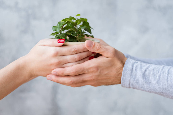 plant protection hands hold potted houseplant - Foto, imagen