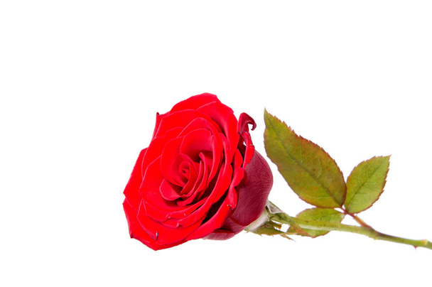 червона троянда ізольована на білому тлі
 - Фото, зображення