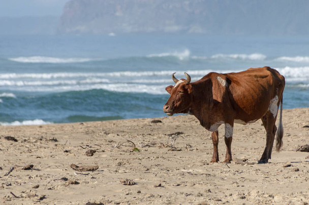 Una vista de cerca de una vaca parada en la playa observando el océano
  - Foto, Imagen