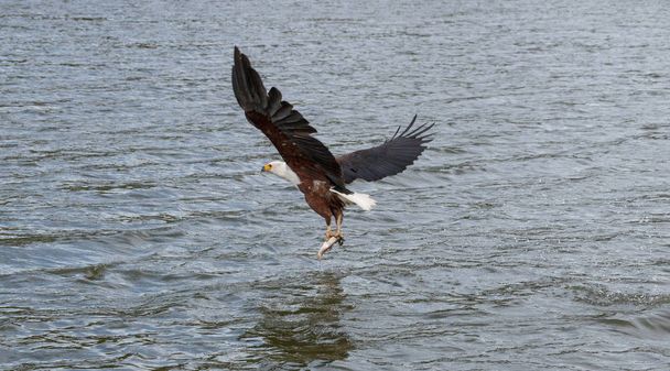 ein afrikanischer Fischadler fliegt auf und davon, nachdem er einen Fisch im Fluss gefangen hat  - Foto, Bild