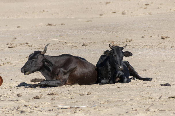 暑い夏の日に砂のビーチの上に横たわる牛のビューを閉じる  - 写真・画像