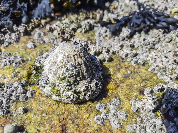 Alfombra común o europea, Patella vulgata, que vive sobre rocas costeras en Galicia, España
 - Foto, Imagen