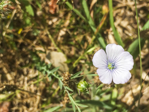 Pale flax, Linbum bienne, growing in Galicia, Spain - Photo, Image