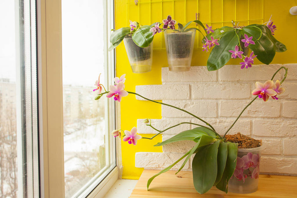 Orquídea rara bonita em um pote em uma janela branca
 - Foto, Imagem