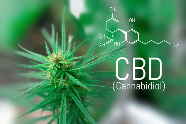 CBD cannabinolo, formula chimica cannabidiolo. Concetti di crescita e uso della marijuana per scopi medici. Cannabis con olio di estratto, prodotti antiossidanti di canapa
 - Foto, immagini