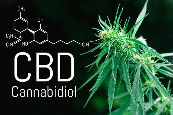 Cannabinol CBD, fórmula química de cannabidiol. Conceptos de cultivo y uso de la marihuana con fines medicinales. Cannabis con aceite de extracto, productos antioxidantes de cáñamo
 - Foto, Imagen