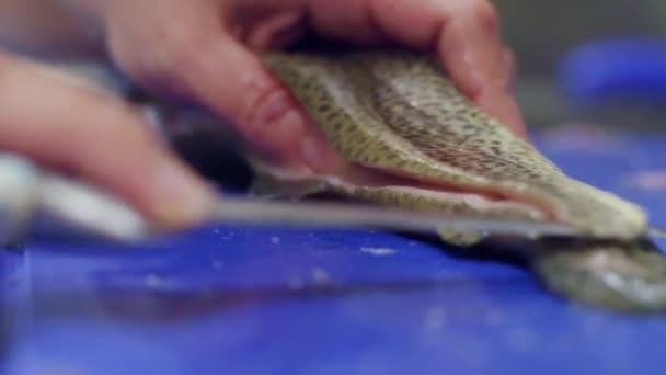 vágó és felkészítése szakmai konyha hal  - Felvétel, videó