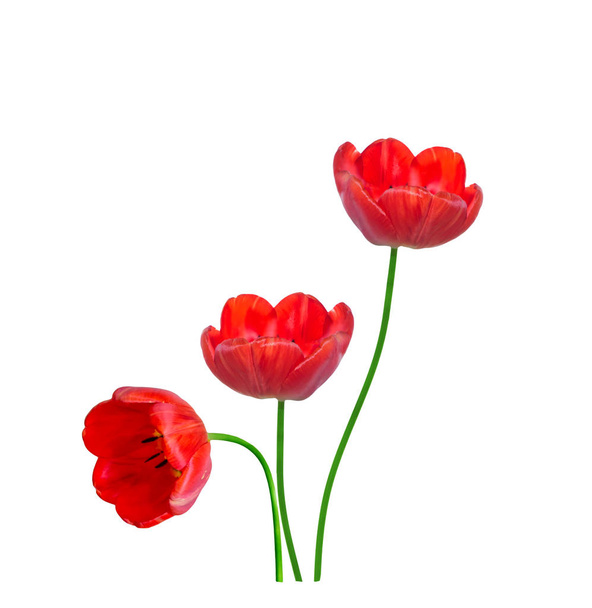 Frühling Blumen Tulpen isoliert auf weißem Hintergrund.  - Foto, Bild