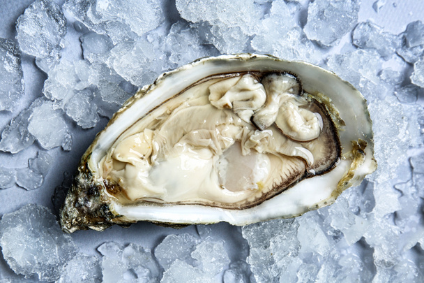 Fresh raw oyster with ice on grey background - Photo, Image