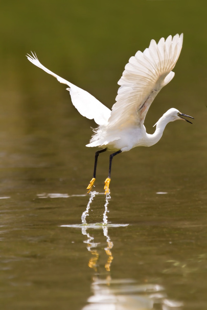 Little white egret take off - Zdjęcie, obraz