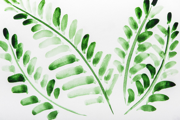 Vista superior de las plantas con hojas verdes sobre fondo blanco
  - Foto, Imagen