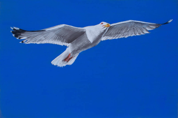 Seabird Mewa latania na błękitne niebo, rysunek z pencils.realistic pastel rysunek . - Zdjęcie, obraz