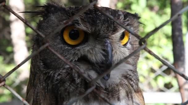 close up of Owl - Záběry, video